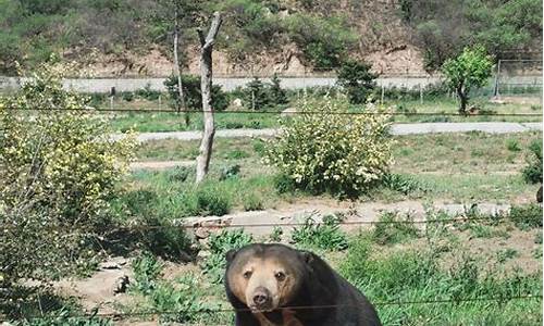 北京八达岭野生动物园攻略_北京八达岭野生