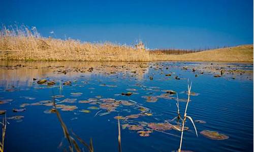 上海湿地公园有哪些_上海湿地公园有哪些景